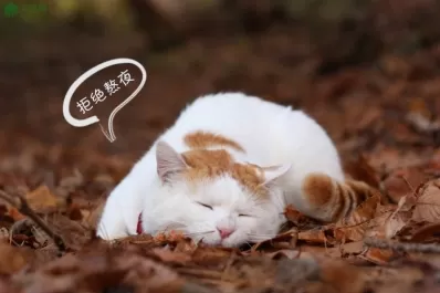 拒绝熬夜:呵护心脏,拥抱健康